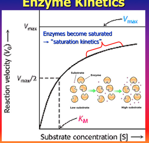 <p>Describes an enzyme&apos;s maximum activity when every active site is being used.</p>