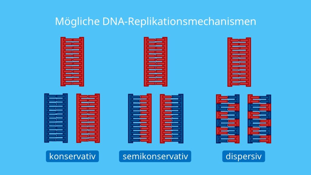 <p>Vid replikering består varje ny DNA-molekyl av en gammal sträng och en nysyntetiserad sträng. </p>