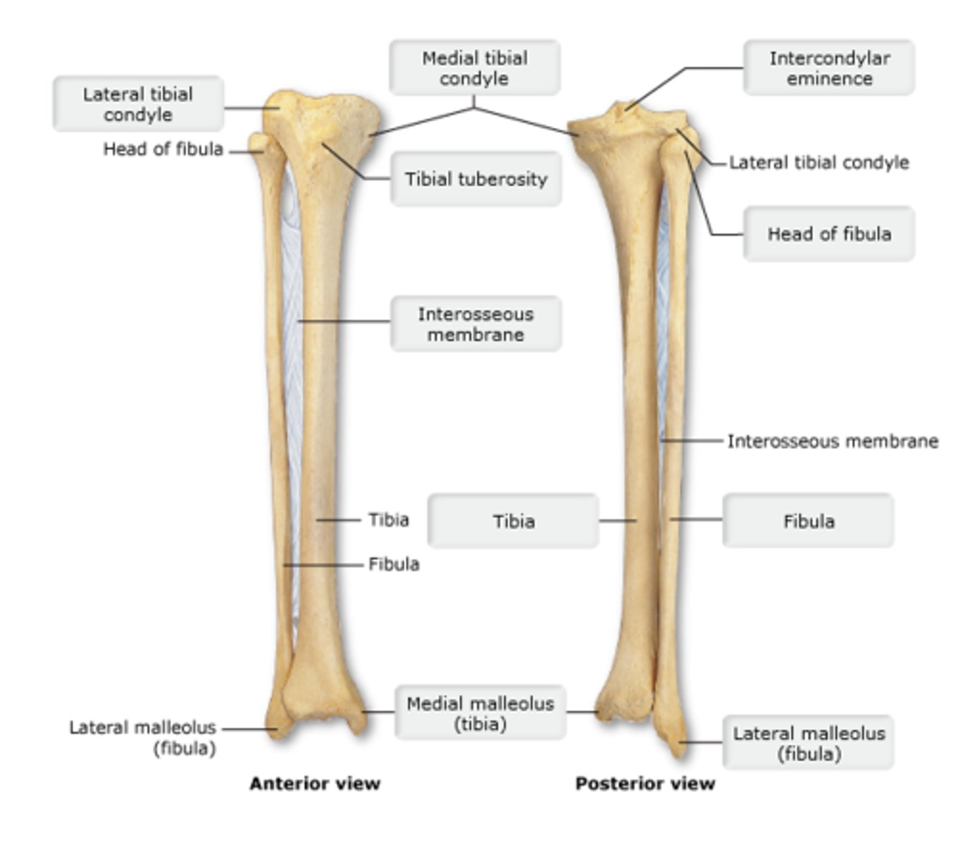 <p>1. Lateral tibial condyle</p><p>2. Tibial tuberosity</p><p>3. Medial mallelous</p><p>4. Inferior articular surface (next slide)</p>