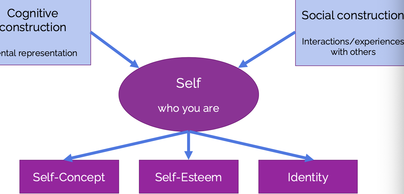 <p>Cognitive Construction: mental representation</p><p>+</p><p>Social Construction: interactions/experiences with others<br><br>= Self<br><br>which leads to….</p><ul><li><p>Self Concept</p></li><li><p>Self Esteem</p></li><li><p>Identity</p></li></ul><p></p>