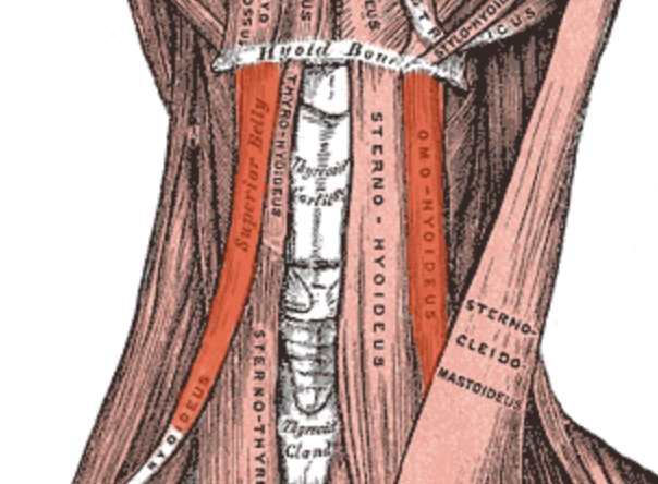 <p>top portion of the omohyoid </p>