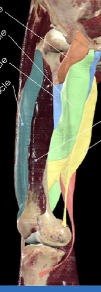 <p>Adducts thigh, assists flexion at the hip (light blue)</p>