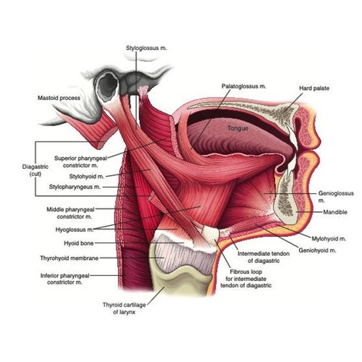 <p>Palatoglossus</p>