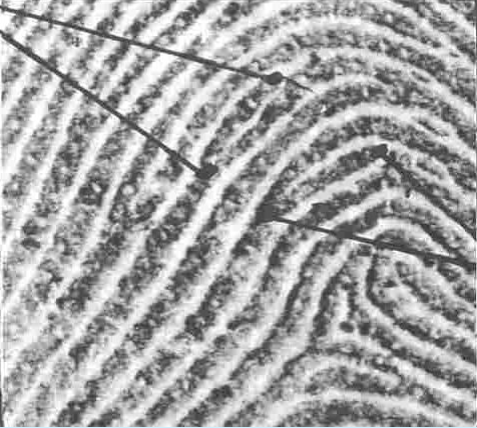 <p>ridge splits into bifurcation - one stops and one carries on</p>