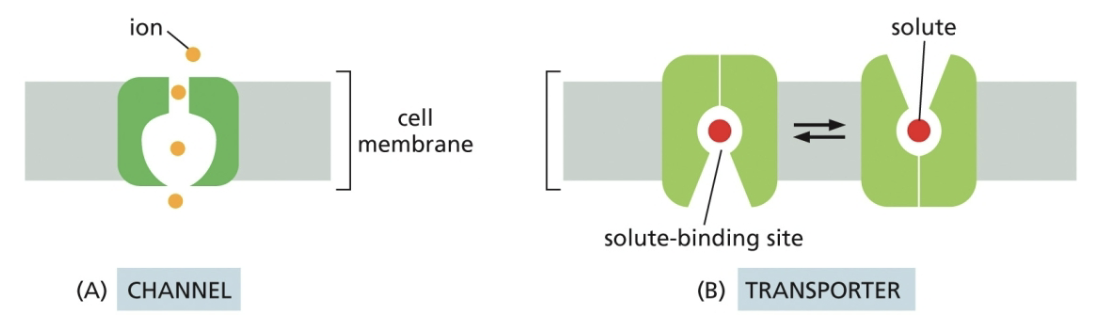 <p>Channels: less specific, faster, size and charge </p><p>Transporters: more specific, slower</p>