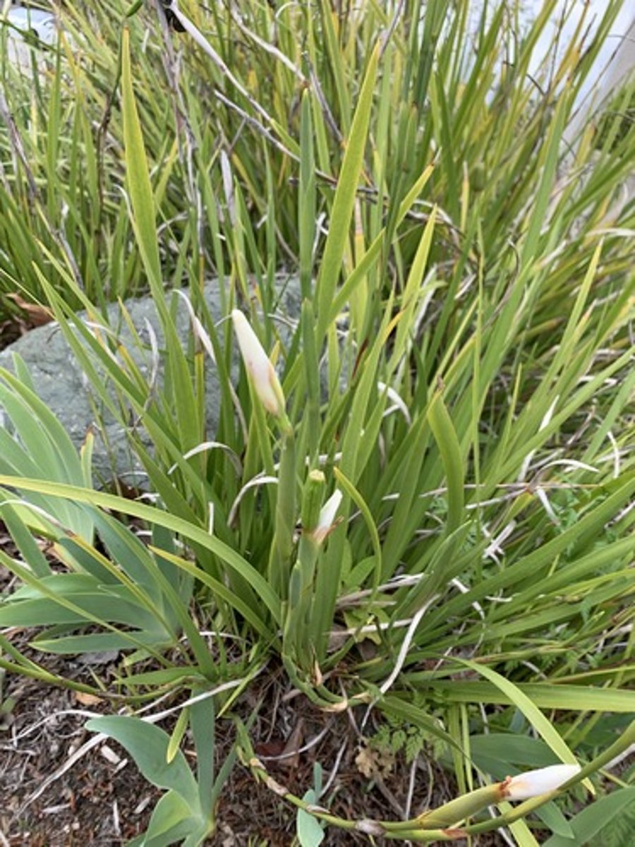 <p>Blades and very flat and symmetrical triangle like, plasticky feeling, swollen tubular flower buds with flower stalks that look like sugar cane, base blades fuse to one horizontally</p>