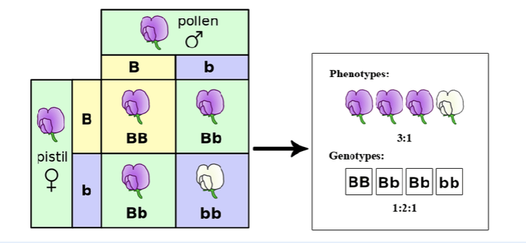 <p>genetic makeup of an organism and its potential properties</p>