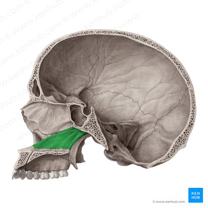 <p>Bone that is part of the nasal septum</p><p>Xương lá mía</p>