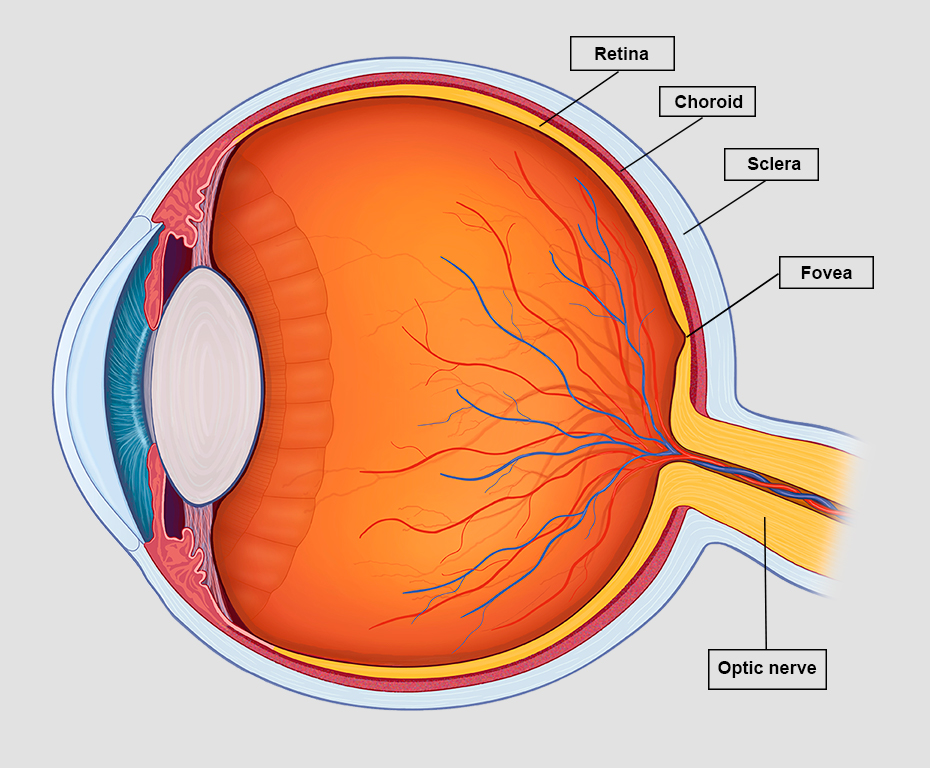 <p>middle, vascular layer of the eye, between the retina and the sclera</p>
