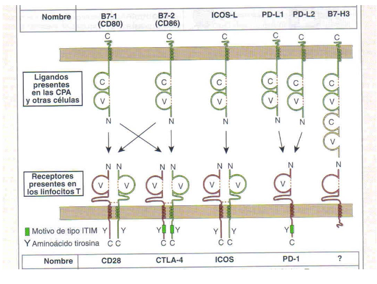 <p><span>CD40L is a ligand expresed when t cells are activated, they upregulate the T cells, CD40L acts on CD40 (found on APCs) to reinforce presentation, The activated Tcells can respond to APCs and they CD40L will causes a stronger stimulation of the APC… additionally, CD40L and CD40 actiavtes B cells and macrophages.</span></p>