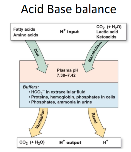 <p>Acid Base Balance</p>