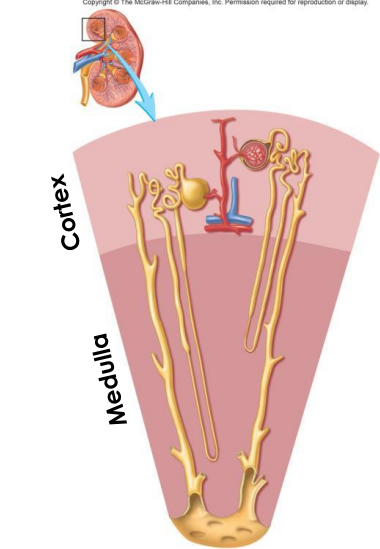 <p>- functional and histological unit of kidney</p><p>- 1.3 million nephrons in each kidney</p><p>- 50-55mm in length</p><p>- blood enters the nephron for filtration producing urine</p><p>- Cortex contains renal corpuscle + convoluted tubules (proximal/distal) + collecting ducts (medullary rays)</p><p>- Medulla contains nephron loops (loops of Henle) + collecting ducts + papilla</p><p></p><p>- loop of Henle is not really the correct word, use nephron loop)</p>