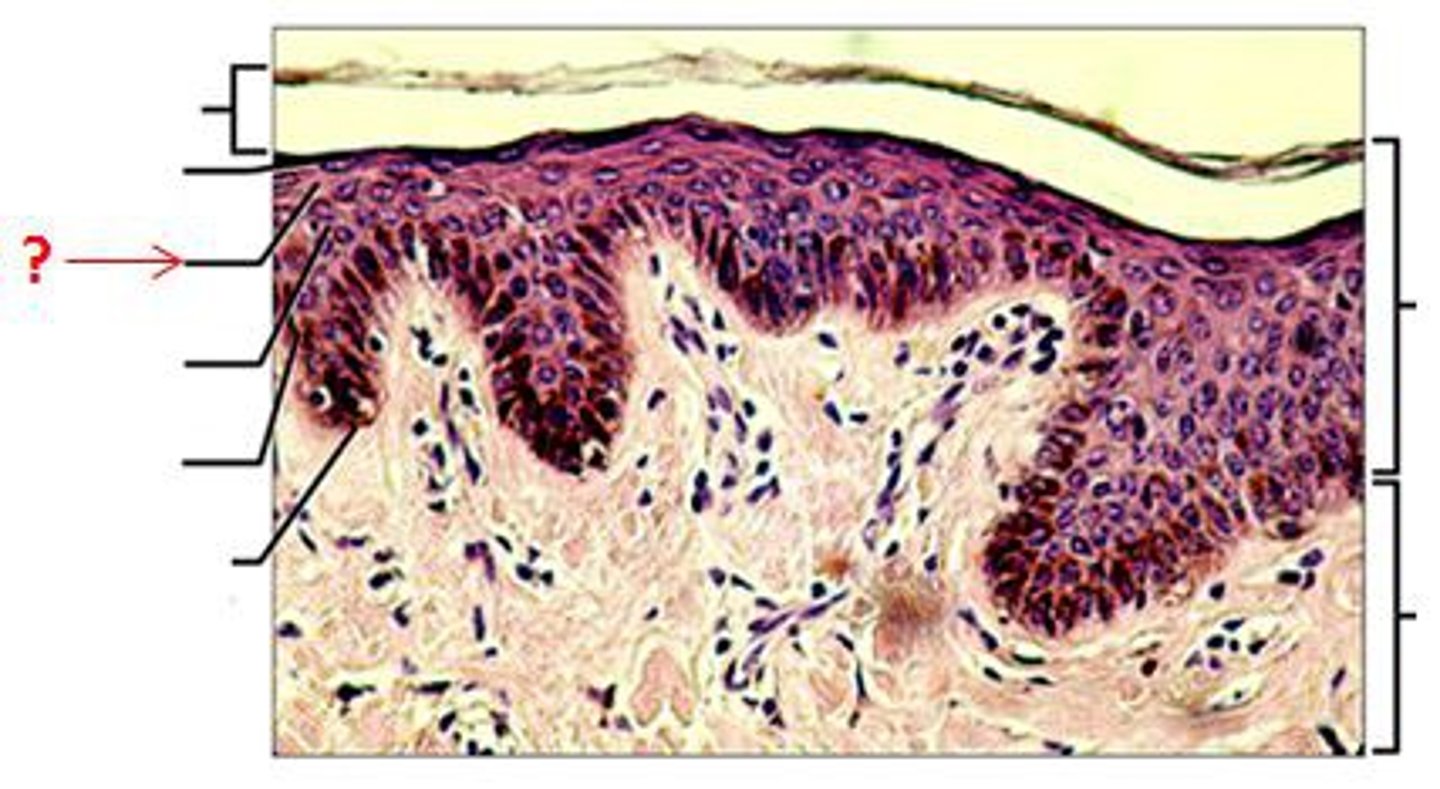 <p>a layer of the epidermis that marks the transition between the deeper, metabolically active strata and the dead cells of the more superficial strata</p>