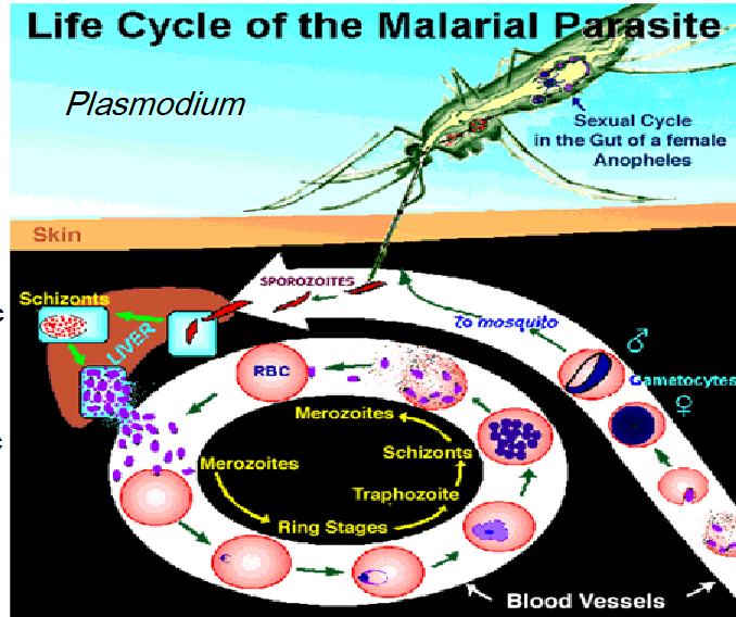 <p>sexual- gametes<span> fuse, form a sporocyst, inside which develops 1000’s sporozoites</span></p><p><span>Pre-erythrocytic cycle (liver) Asexual</span></p><p><span>Post-erythrocytic cycle (blood) Asexual &amp; gamete formation - haemozoin (waste product)</span></p>