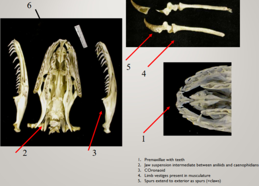 <ul><li><p>11 genera, 38 species</p></li><li><p>warmer parts of old world, australia</p></li><li><p>teeth on premaxillae </p></li><li><p>maxillae oriented longitudinally w teeth</p></li><li><p>dentary w teeth</p></li><li><p>oviparous and most females attend nests</p></li><li><p>limb and girdle vestiges and spurs present</p></li><li><p>both oviducts well developed </p></li><li><p>labial pits- infrared detectors</p></li><li><p>jaw suspension intermediate between aniliids and caenophidians</p></li><li><p>coronoid</p></li><li><p>limb vestiges present in musculature</p></li><li><p>spurs extend to exterior as spurs (claws), usually larger in males</p></li></ul><p></p>