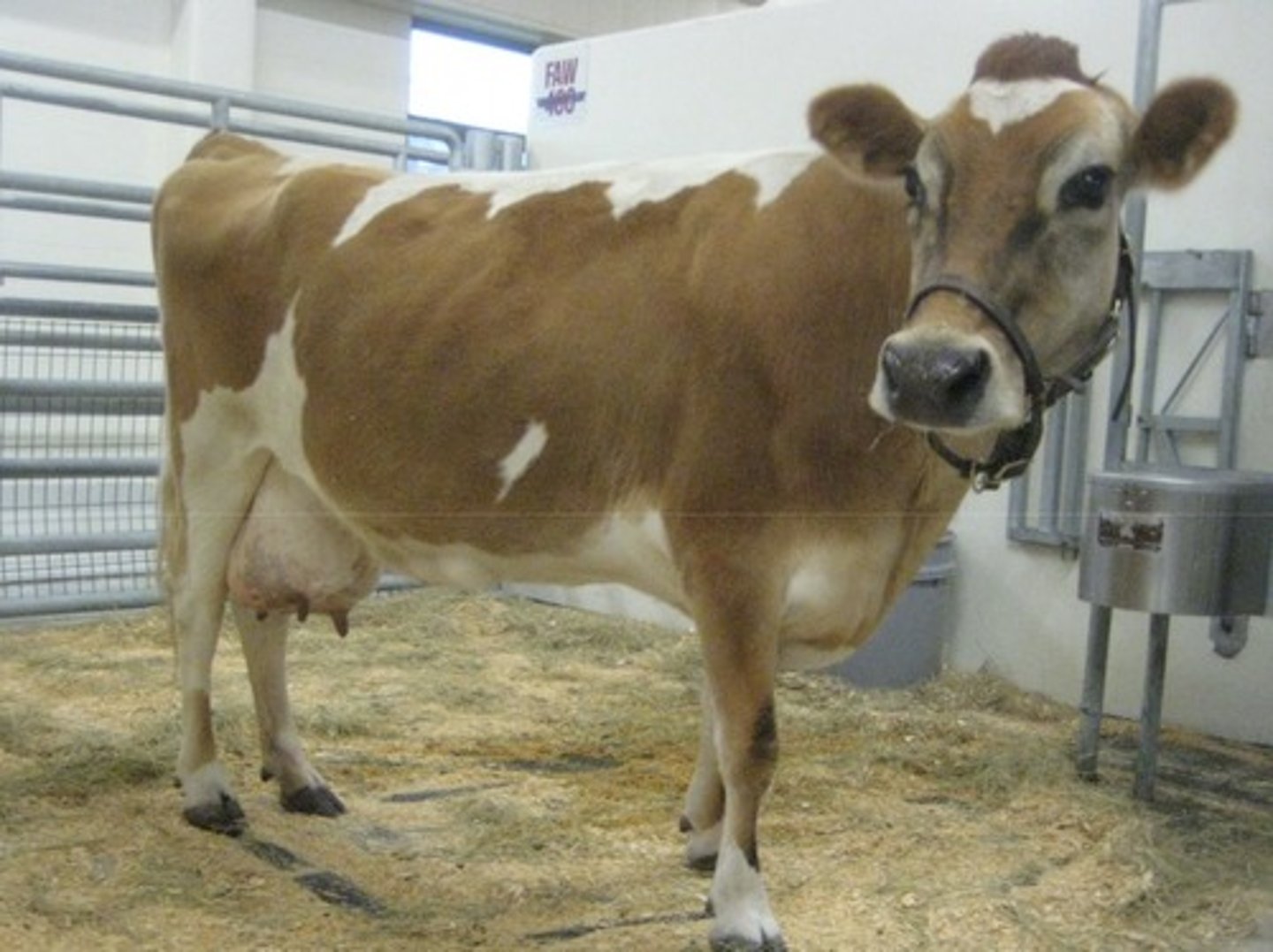 <p>Looks like a jersey but has white markings</p>