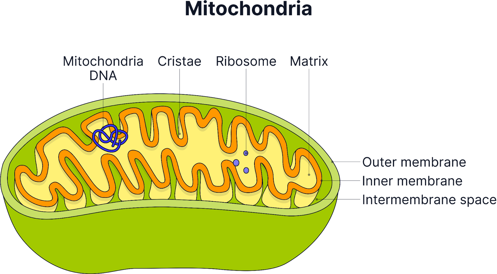 <ul><li><p>Carbon dioxide (from Link reaction &amp; Krebs cycle) diffuses out of mitochondrial matrix &amp; cell</p></li><li><p>NADH &amp; FADH carry their hydrogen atoms to the cristae of the inner mitochondrial membrane&nbsp;</p></li><li><p>Hydrogens are offloaded to specific carriers (i.e. ETC), where oxidative phosphorylation occurs&nbsp;</p></li></ul><p></p>