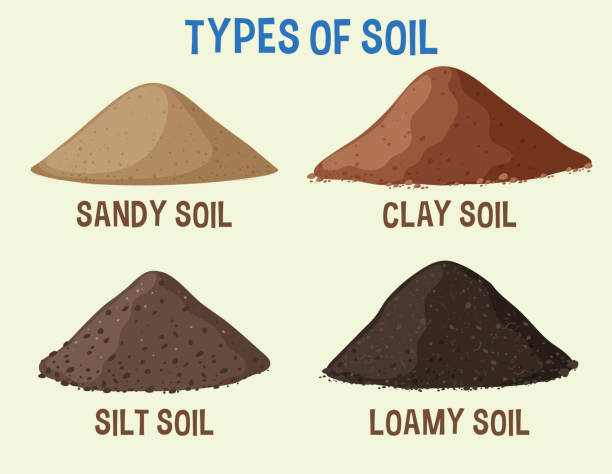 <p>soil composed of a mixture of sand, clay, silt, and organic matter. mantle-the layer of the earth between the crust and the core.</p>
