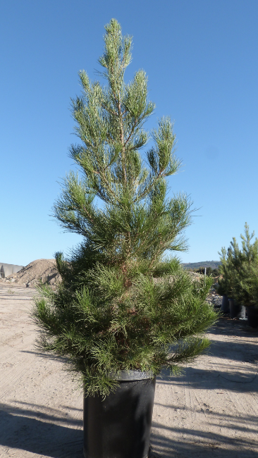 Afghan pine