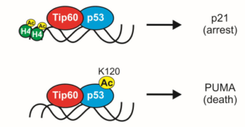 <p><span>•p21 transcription independent on K120 status à cell cycle arrest</span></p>
