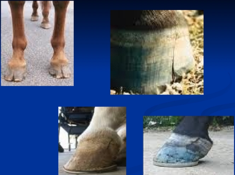 <ul><li><p><span style="background-color: transparent;"><strong><u><span>Keratoma</span></u></strong></span></p><ul><li><p><span style="background-color: transparent;"><strong><span>Et:</span></strong><span> Hyperplastic </span></span><span style="background-color: transparent; color: red;"><span>keratin mass</span></span><span style="background-color: transparent;"><span> in hoof wall</span></span></p><ul><li><p><span style="background-color: transparent;"><u><span>Grows down inner hoof wall</span></u></span></p></li></ul></li><li><p><span style="background-color: transparent;"><strong><span>Cs:</span></strong><span> </span><u><span>Hoof deformity, white line distortion</span></u></span></p></li><li><p><span style="background-color: transparent;"><strong><span>Dt:</span></strong><span> Rads&nbsp;</span></span></p></li><li><p><span style="background-color: transparent;"><strong><span>Tx:</span></strong><span> </span></span><span style="background-color: transparent; color: red;"><span>Sx </span></span><span style="background-color: transparent;"><span>removal</span></span></p></li></ul></li><li><p><span style="background-color: transparent;"><strong><u><span>Hoof Cracks</span></u></strong></span></p><ul><li><p><span style="background-color: transparent;"><strong><span>Et:&nbsp;</span></strong></span><span style="background-color: transparent; color: red;"><span>Dry</span></span><span style="background-color: transparent;"><span> hooves, poor trimming</span></span></p></li></ul></li></ul><p></p>