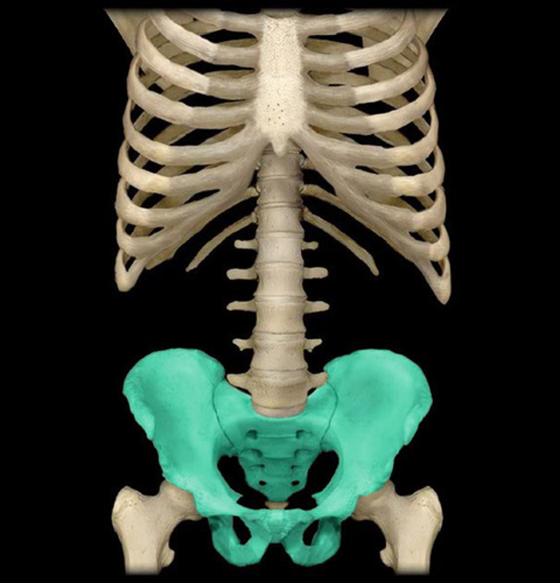 <p>Name the bone highlighted in GREEN </p>