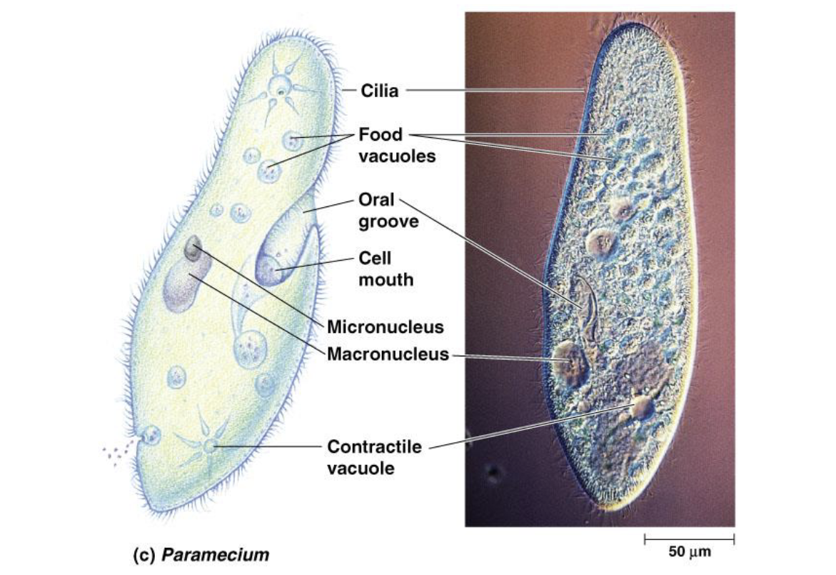 <ul><li><p>cilia used to draw in food along oral groove</p></li><li><p>expel water via contractile vacuole</p></li></ul><p></p>