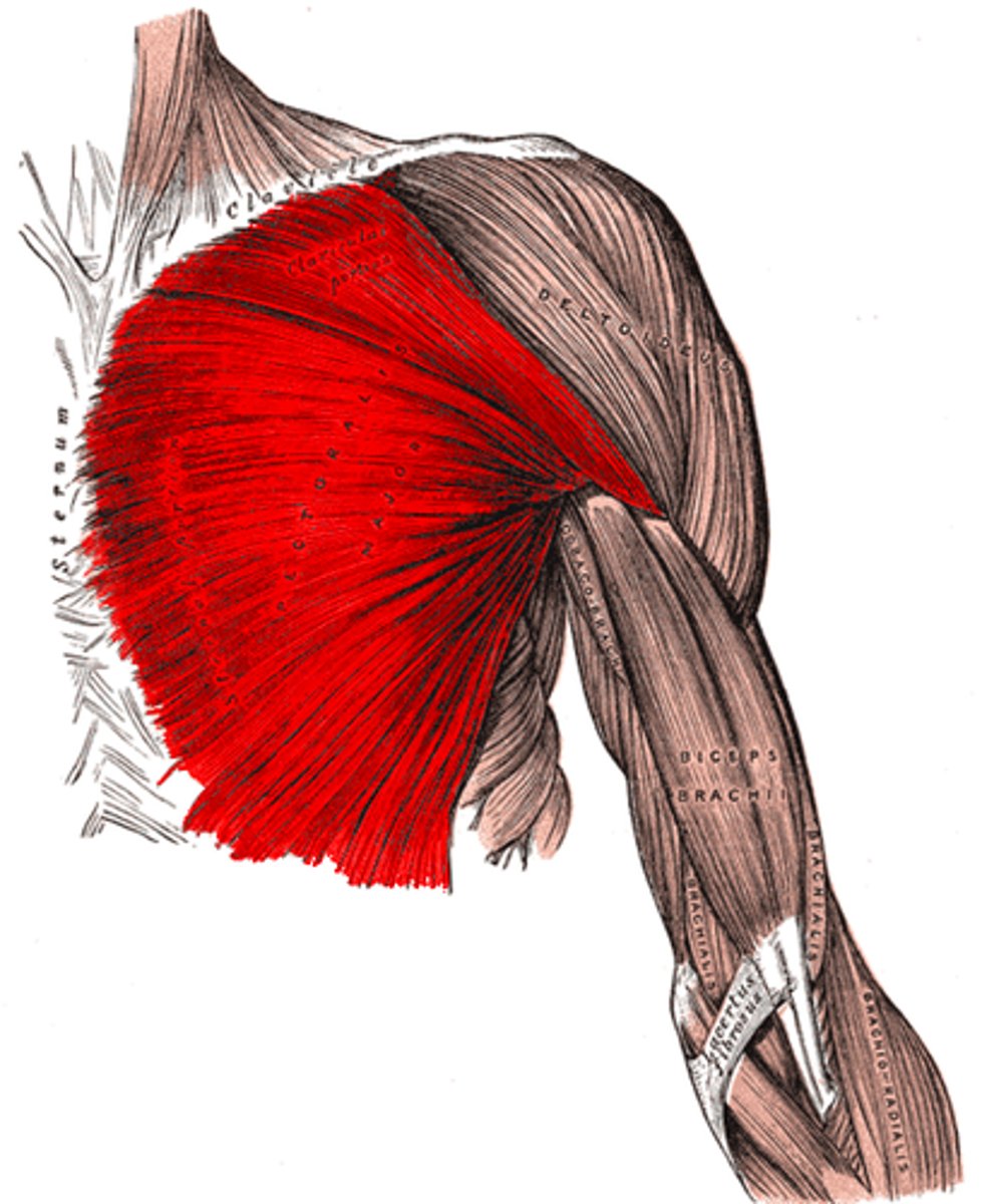 <p>Origin: Medial Half of Clavicle, Front of sternum, costal cartilage</p><p>Insertion: Crest of greater tubercle (lateral lip of Bicipital groove)</p><p>Action: Horizontally adduct, medially rotate at shoulder</p><p>Innervation: Lateral Pectoral Nerve</p>