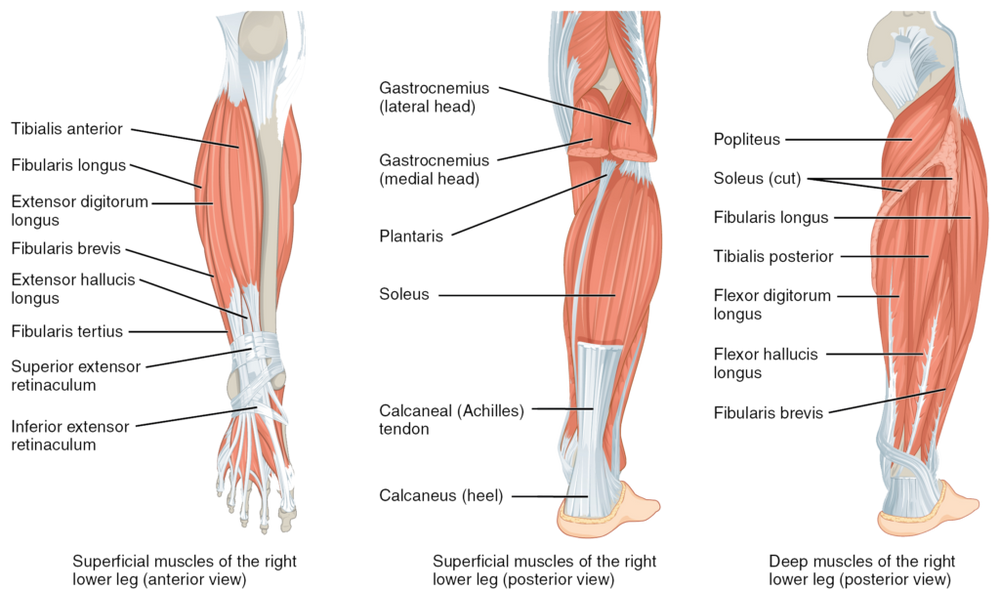 <p>What muscle is superior to the soleus on the lower leg?</p>