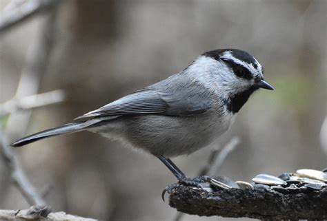 **Striped black/white forehead**, grayer color. Males and females similar.