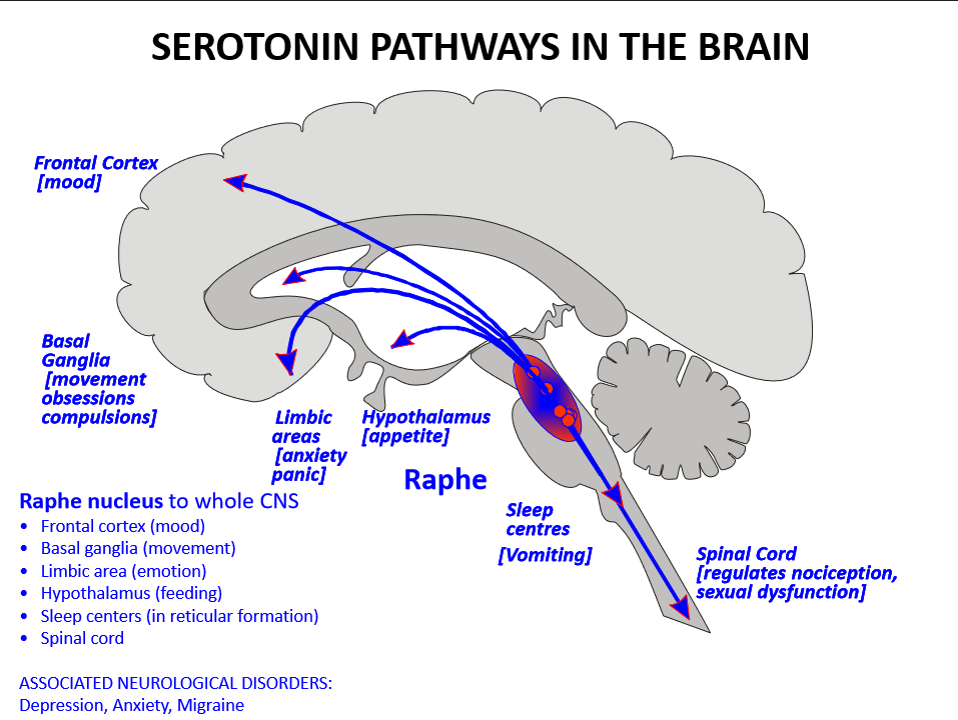 <p>raphe nuclei (midbrain/pons); projects to hypothalamus (appetite), basal ganglia (movement), limbic system (emotion), neocortex (cognition), and spinal cord (anti-nociceptive)</p>