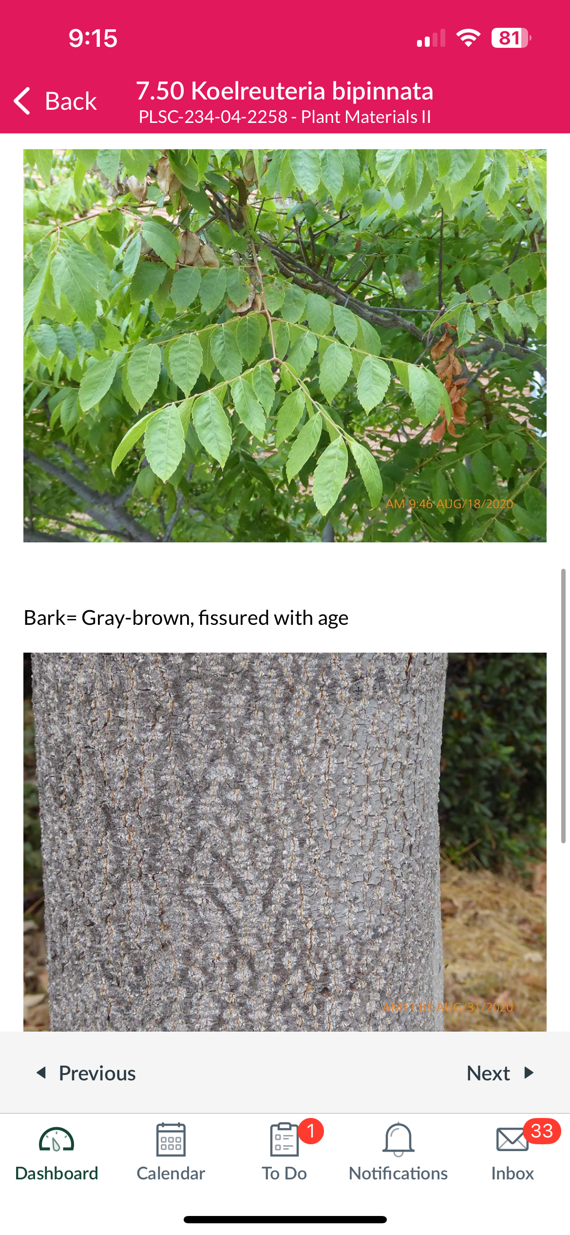 <p>Chinese flame tree</p>