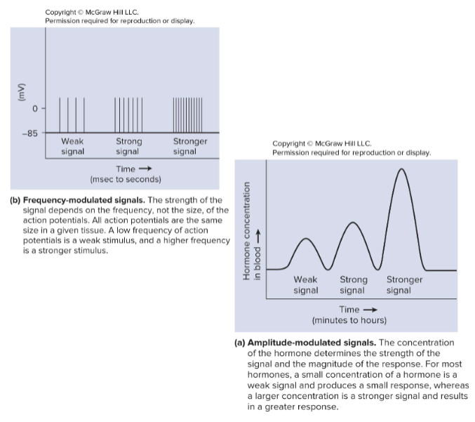 <ul><li><p><strong>Mode of transport</strong></p><ul><li><p><strong>Nervous: </strong>directly signals to target cell by action potential and neurotransmitters</p></li><li><p><strong>Endocrine:</strong> transmits signals in the bloodstream throughout the body</p></li></ul></li><li><p><strong>Speed of response</strong></p><ul><li><p><strong>Nervous: </strong>responds faster (milliseconds)</p></li><li><p><strong>Endocrine: </strong>responds slower (seconds)</p></li></ul></li><li><p><strong>Duration of response</strong></p><ul><li><p><strong>Nervous:</strong> short response</p></li><li><p><strong>Endocrine: </strong>longer lasting</p></li></ul></li><li><p><strong>Modulation of signal intensity</strong></p><ul><li><p><strong>Nervous:</strong> frequency modulated signals- depends on how often a signal is sent during a certain period of time </p></li><li><p><strong>Endocrine:</strong> amplitude modulated signals- amount of signal (hormone concentration) produced</p></li></ul></li></ul><p></p>