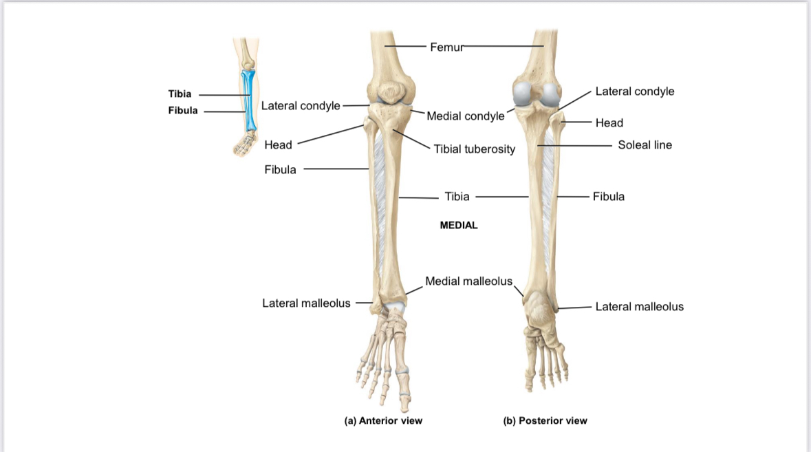 <p>Fibula: lateral malleolus</p>