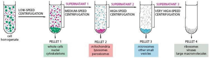<ul><li><p>Allows the isolation of particular organelles in bulk quantity </p></li><li><p>Isolated organelles can be used in cell-free systems to study cellular activities</p></li></ul><p></p>