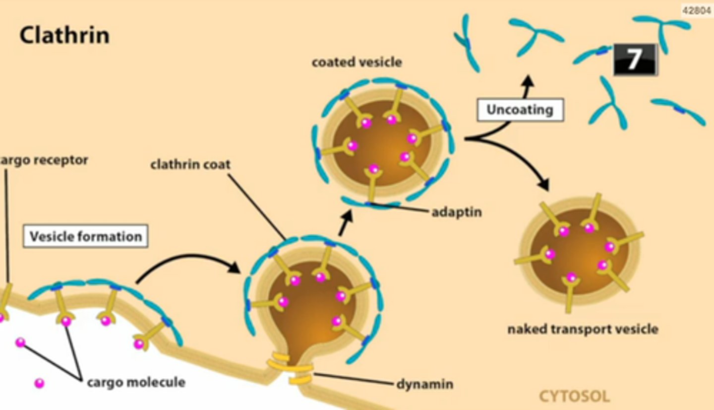 <p>Binding to a receptor then membrane folds in.</p>
