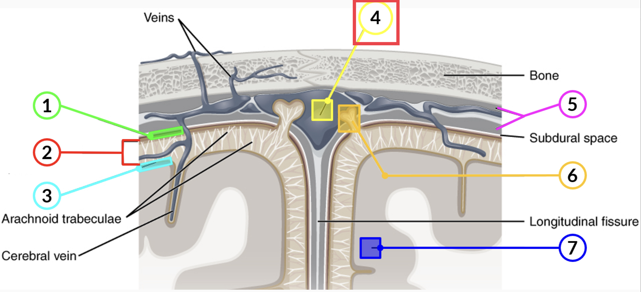 any of the venous structures surrounding the brain, enclosed within the dura mater, which drain blood from the CNS to the common venous return of the jugular veins