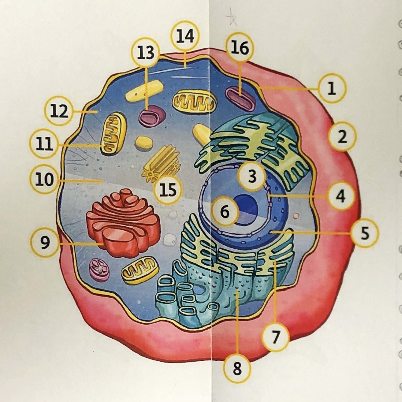 <p>State all the components of an animal cell</p>