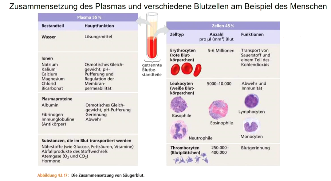 Blut der Säugetiere besteht aus 55% **Plasma** (= Blutflüssigkeit) u. 45% **Zellen** (im Knochenmark gebildet)

\
**Plasma**: regelt osmotisches Gleichgewicht, dient Nährstoff- u. Hormontransport, usw.

**Blutzellen**: besitzen unterschiedliche Aufgaben: Sauerstofftransport, Abwehr, Gerinnung, Wundverschluss