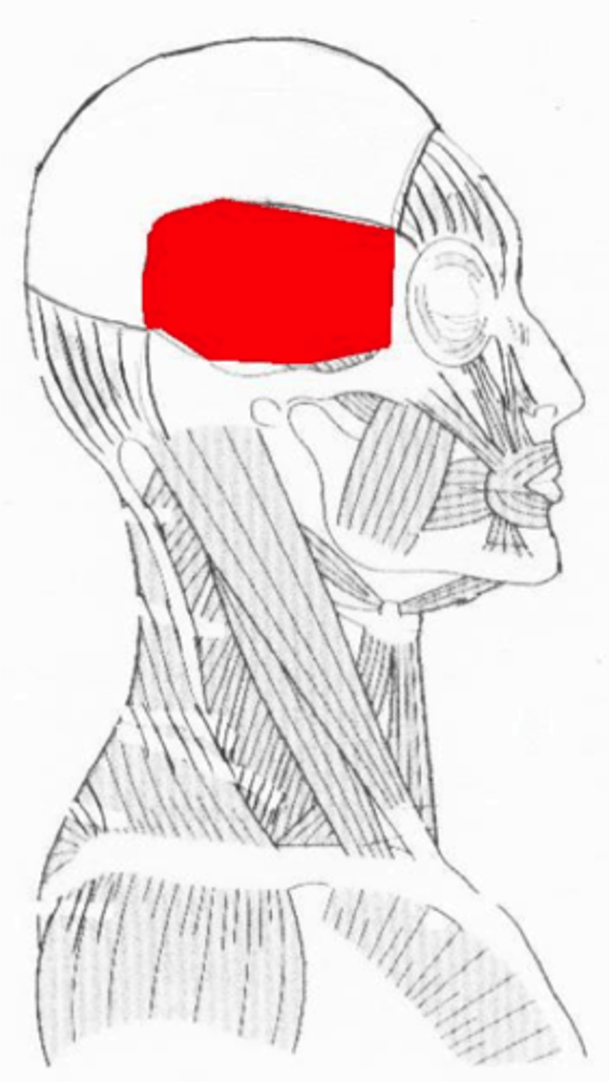 <p>Side of head: Raises the jaw (chewing)</p>