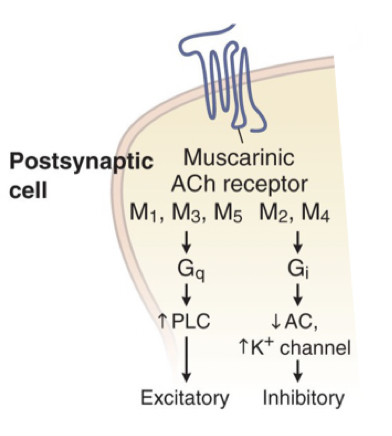 <p><strong>Muskarina</strong>:</p><ul><li><p>M1-M5 </p></li><li><p>G-protein-kopplade</p></li><li><p>Glattmuskulatur, hjärta och körtlar</p></li></ul><p><strong>Nikotin</strong>:</p><ul><li><p>Jonkanaler </p></li><li><p>Binjuremärg</p></li></ul>