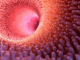 <p>Microscopic projections in the wall of the small intestine that absorb nutrients into the bloodstream</p>