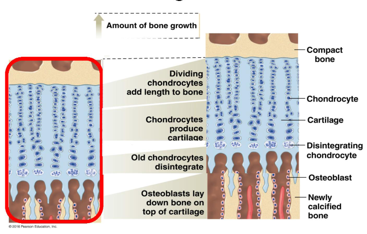 <p>In utero, your bones start of soft, with your cartilage not fully ossified and active epiphyseal growth plates. </p><p>During adolescence, the bones are fully ossified and the growth plates start closing near the end of puberty. </p><p>In adulthood, your growth plates are fully formed and you start to lose bone mass.</p><ul><li><p>Women lose bone faster than men because of menopause. </p></li></ul><p>How:<br>Near the top, Chondrocytes, cells of the cartilage, add length to the bone by dividing → the chondrocytes eventually produce cartilage in the middle → causes the epiphyseal growth plates to widen → old chondrocytes close to the bottom start to disintegrate → osteoblasts replace the chondrocytes and lay bone down on top of the cartilage to cause ossification.<br></p><p></p>