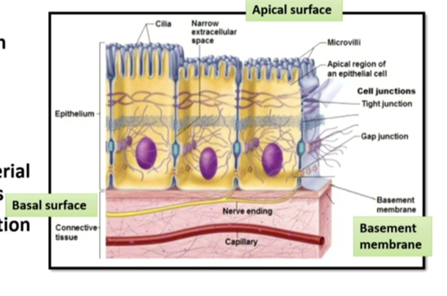 <p>cover and line body surfaces, specialized for the selective secretion and absorption of ions and organic molecules and for protection, replicate (turnover) often to replace damaged or dead cells, aid in the transportation of filtered material through the use of active transport systems, innervated and provide sensory information, AVASCULAR</p>