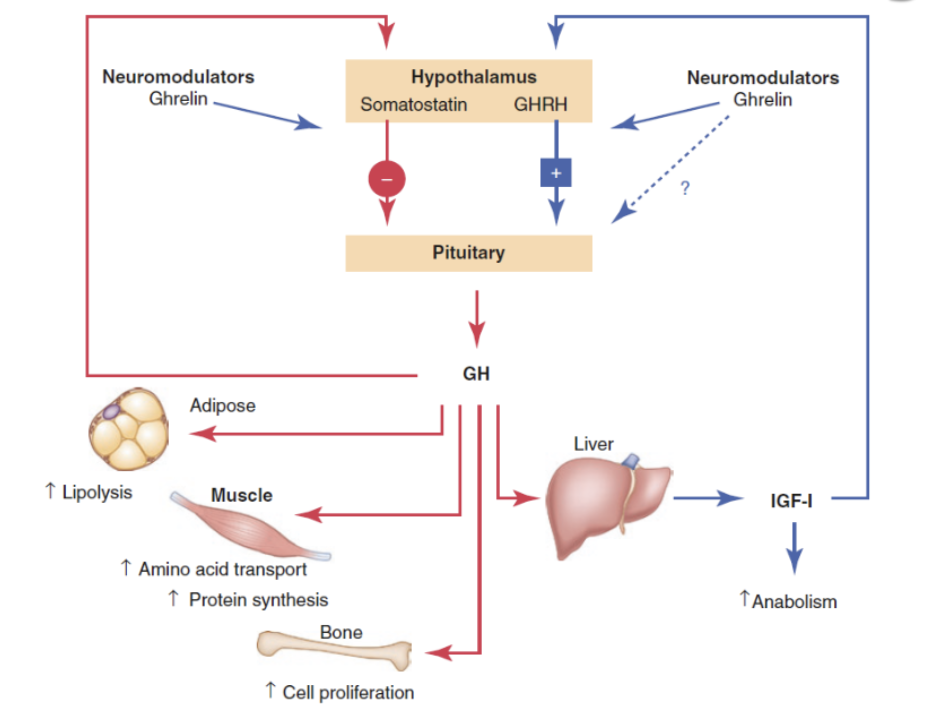 <p>adipose tissue, skeletal tissue, bone, liver</p>