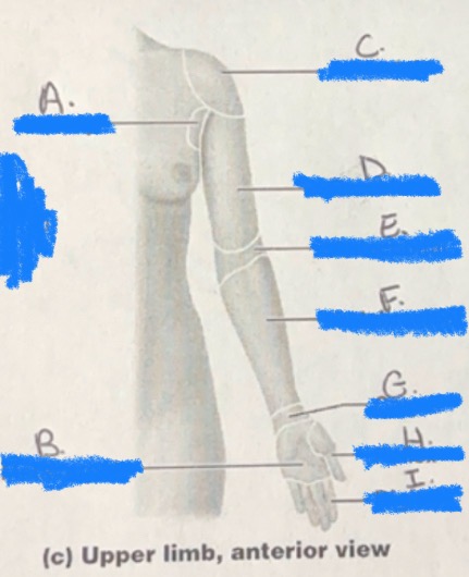<p>B. Arm</p>