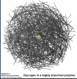 <p>a polymer of glucose residues which is used to store glucose </p>