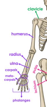 Scapula, Clavicle, Humerus, Radius, Ulna, Carpals, Metacarpals, Phalanges