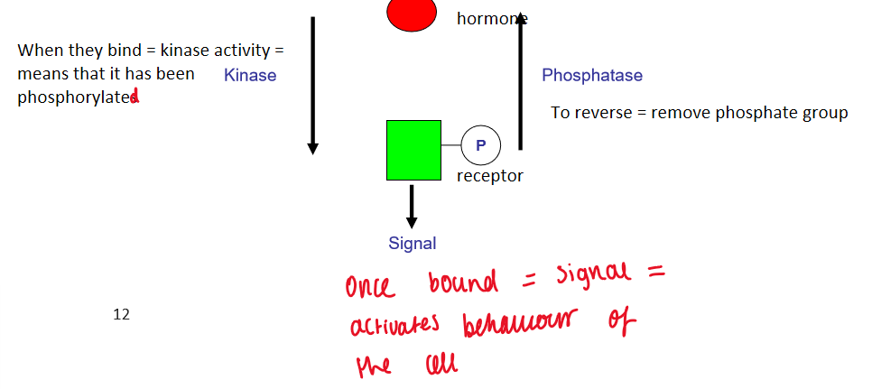 <ul><li><p>post-translational modification</p></li><li><p>when they bind = kinase activity = means it has been phosphorylated</p></li><li><p>to reverse - phosphatase (removes phosphate group)</p></li></ul><p></p>
