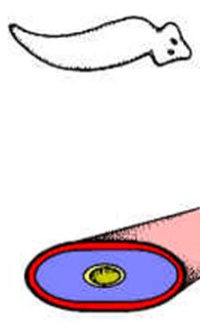 <p>No body cavity</p>